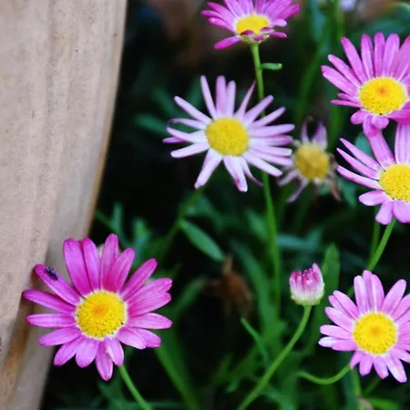 Flowers Aparthotel